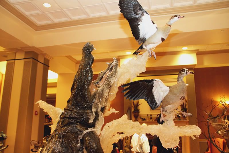 Alaskan King Eider Guides & Outfitters Waterfowl Taxidermy World